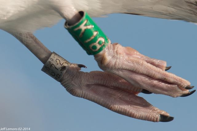 Herring Gull