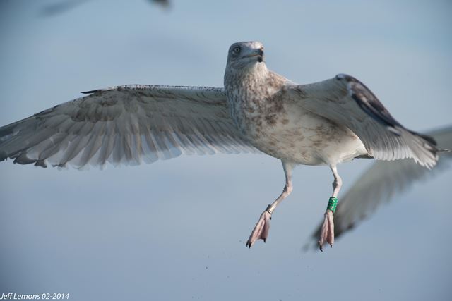 American Herring Gull