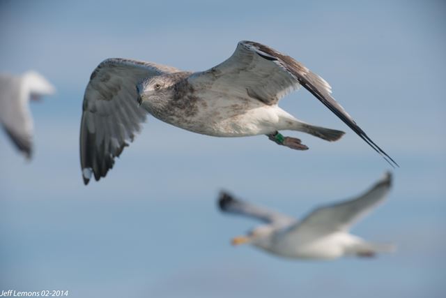 American Herring Gull