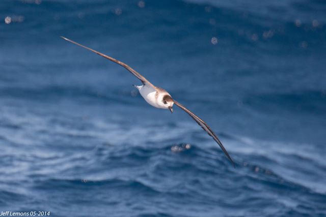 Black-capped Petrel