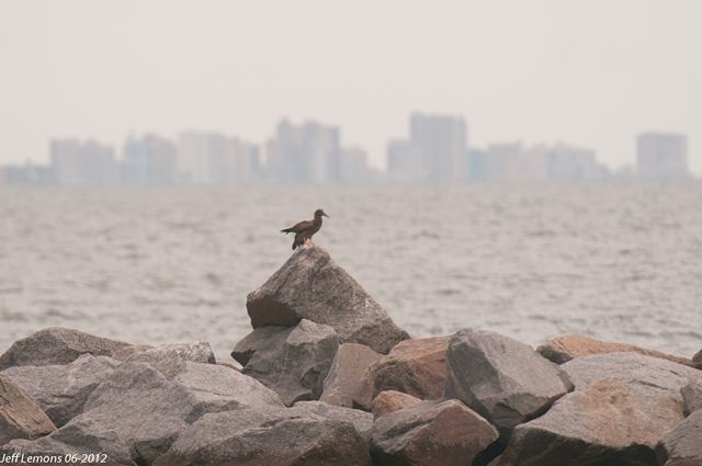 Brown Booby