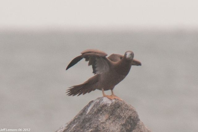 Brown Booby