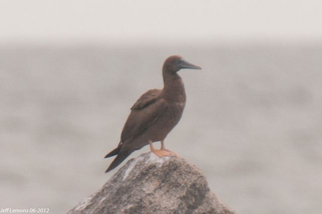 Brown Booby