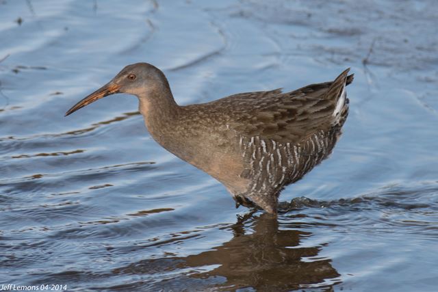 Clapper Rail