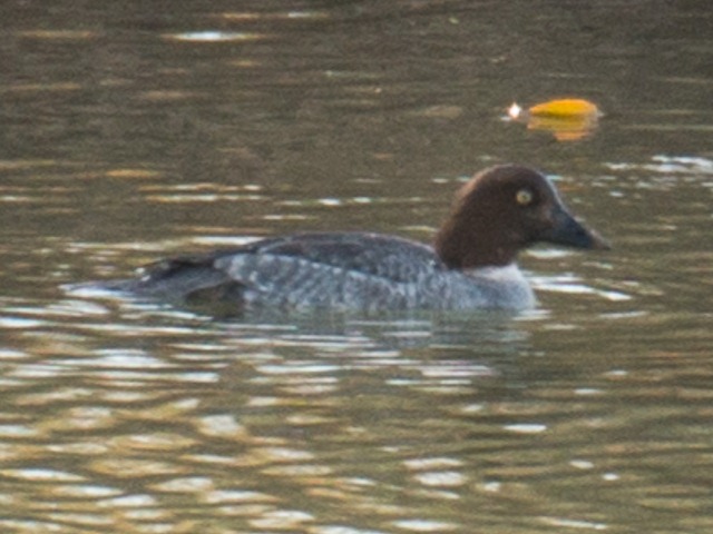 Common Goldeneye