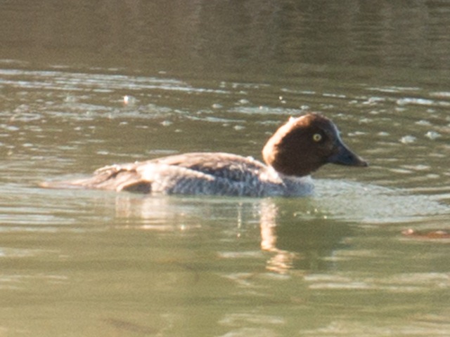 Common Goldeneye