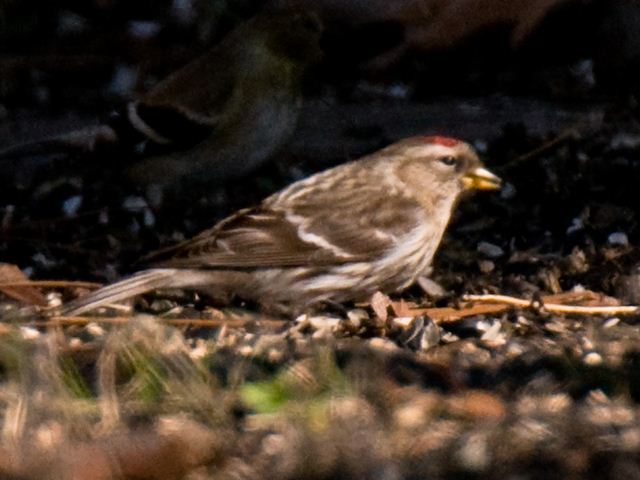 Redpoll