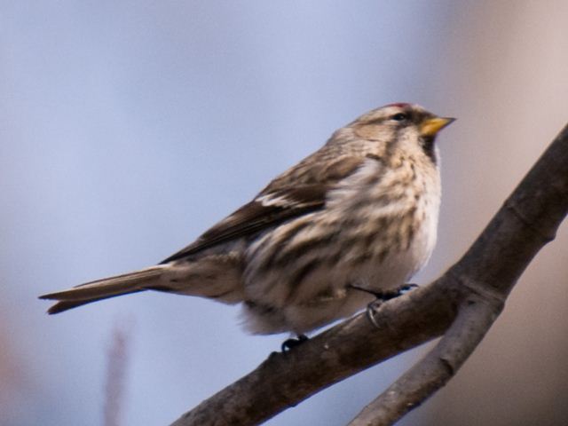 Redpoll