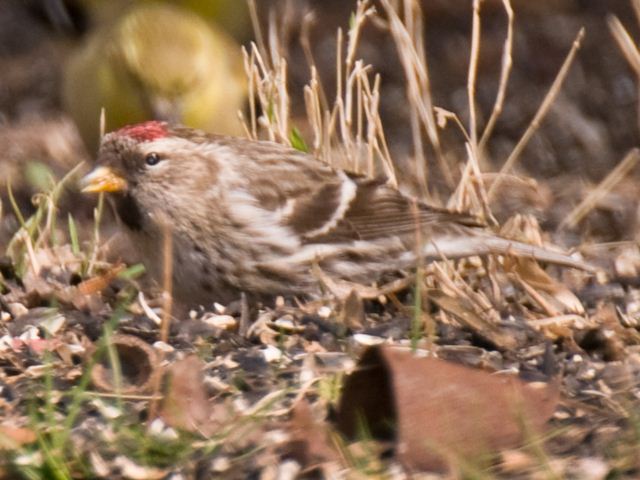 Redpoll