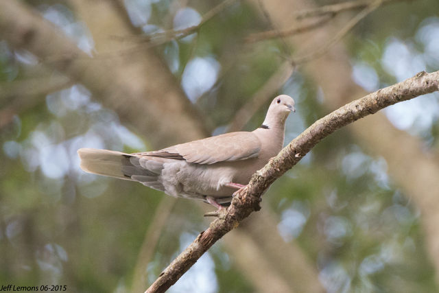 Eurasian Collared-Dove