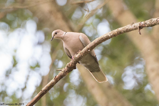 Eurasian Collared-Dove
