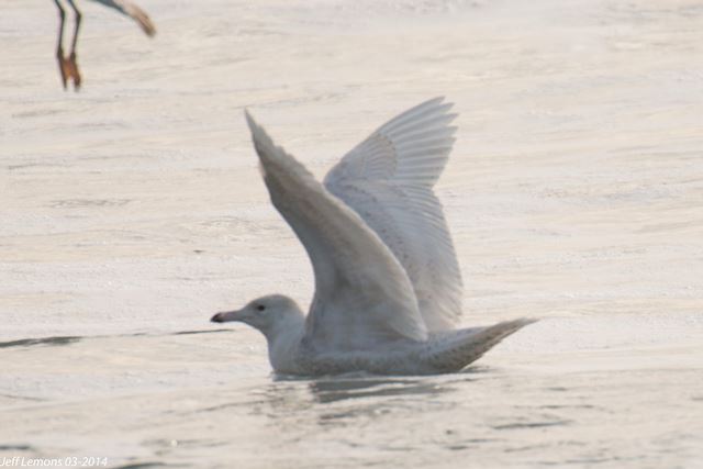 Glaucous Gull