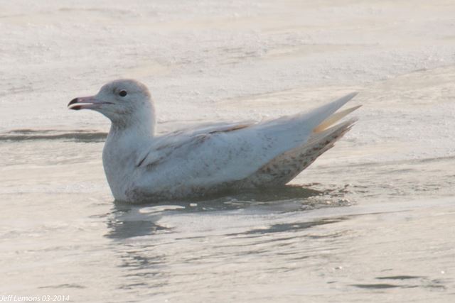 Glaucous Gull