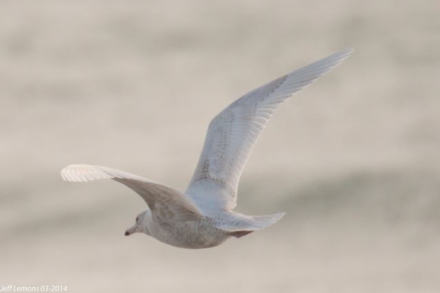 Glaucous Gull