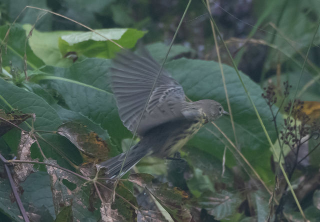 Kirtland's Warbler