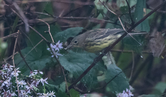 Kirtland's Warbler