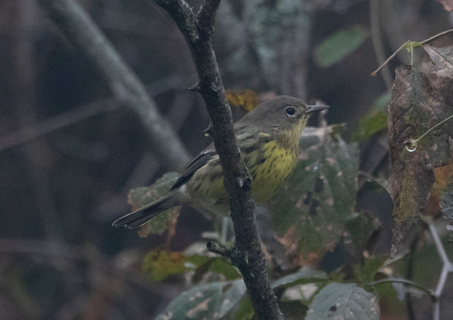 Kirtland's Warbler