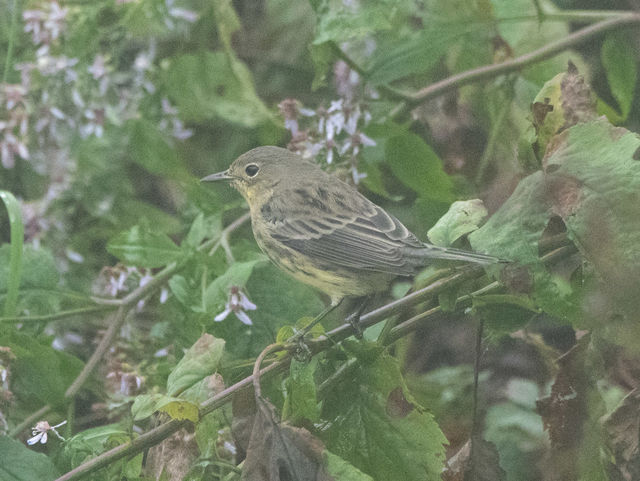 Kirtland's Warbler