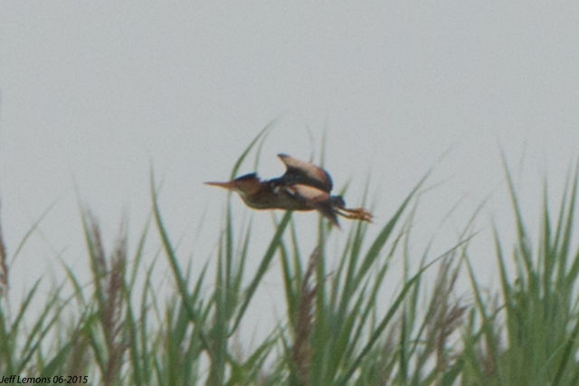 Least Bittern