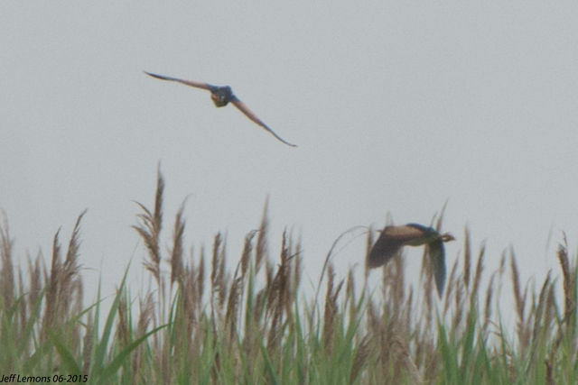 Least Bittern