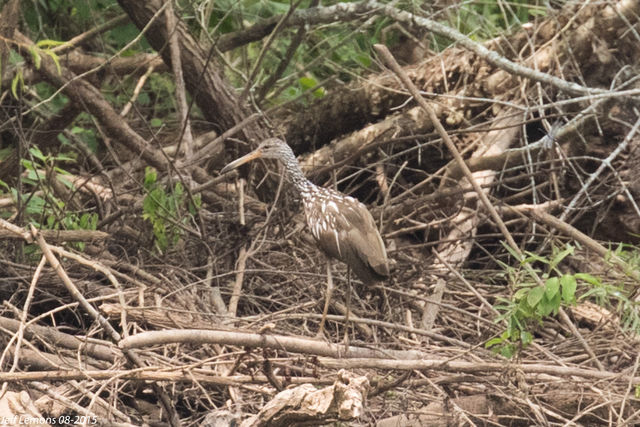 Limpkin