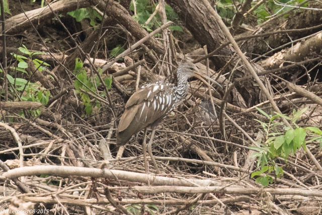 Limpkin