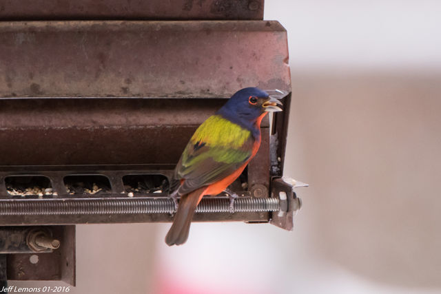 Painted Bunting