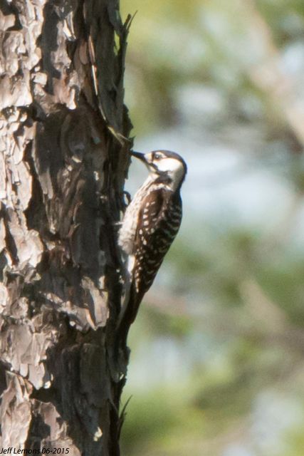 Red-cockaded Woodpecker