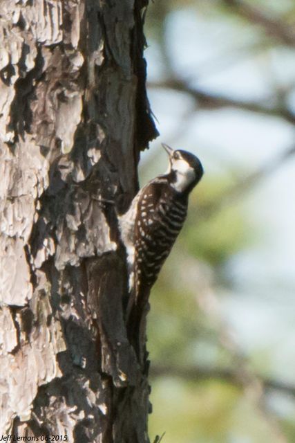 Red-cockaded Woodpecker