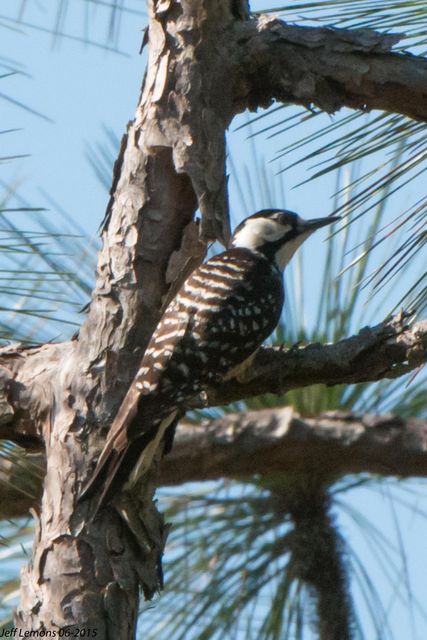 Red-cockaded Woodpecker