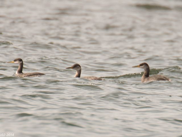 Red-necked Grebes