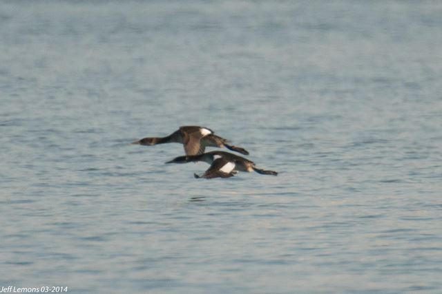 Red-necked Grebes