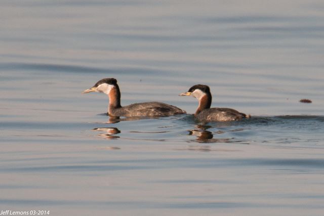 Red-necked Grebes