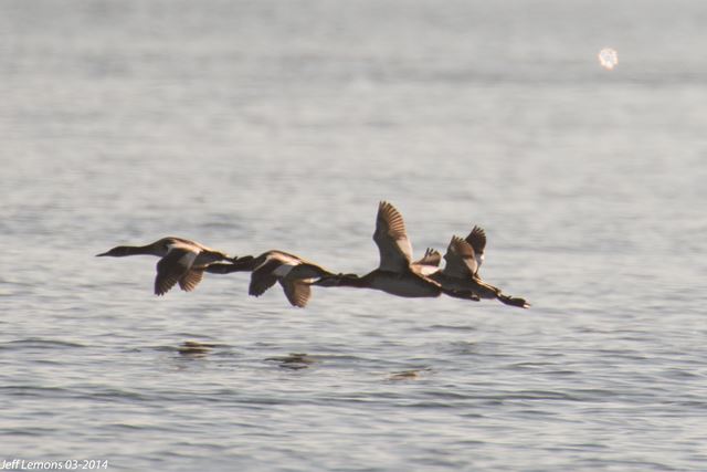 Red-necked Grebes