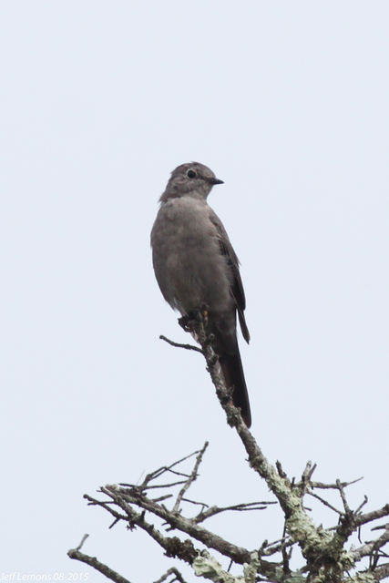 Townsend's Solitaire