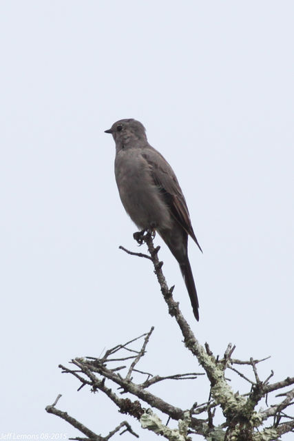 Townsend's Solitaire