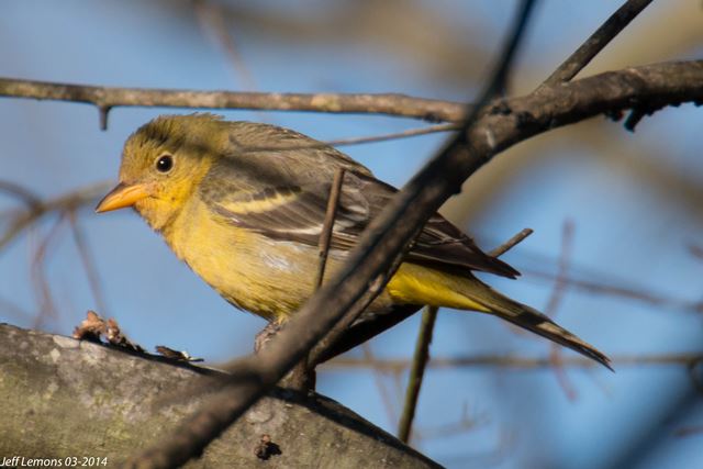 Western Tanager