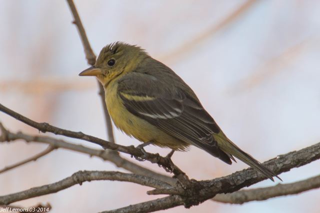 Western Tanager