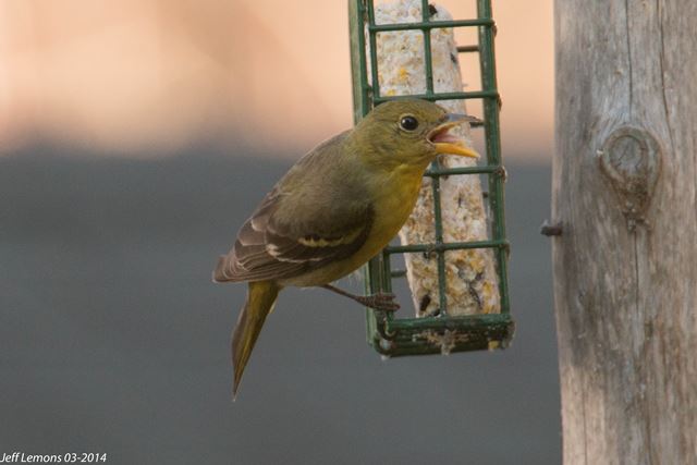 Western Tanager