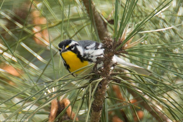 Yellow-throated Warbler