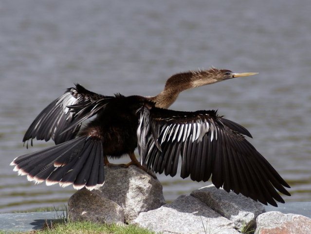 Anhinga