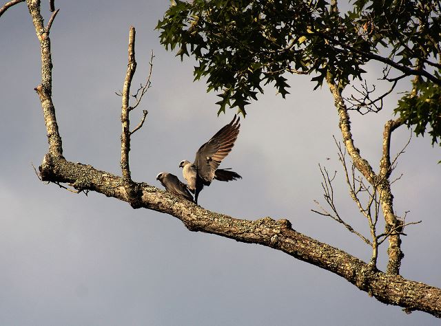 Mississippi Kites