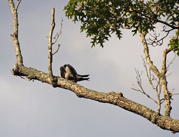 Mississippi Kites