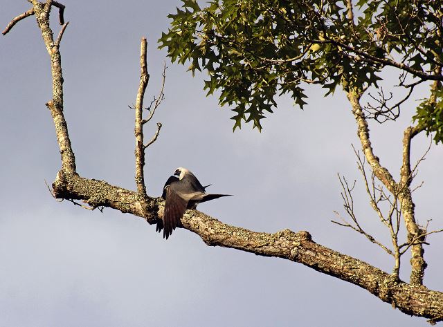 Mississippi Kites