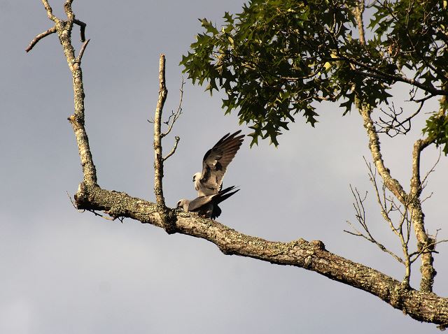 Mississippi Kites