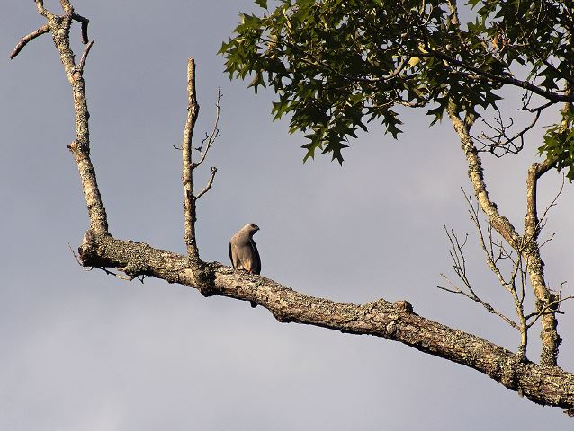 Mississippi Kites