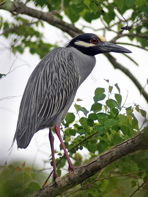 Yellow-crowned Night-Heron