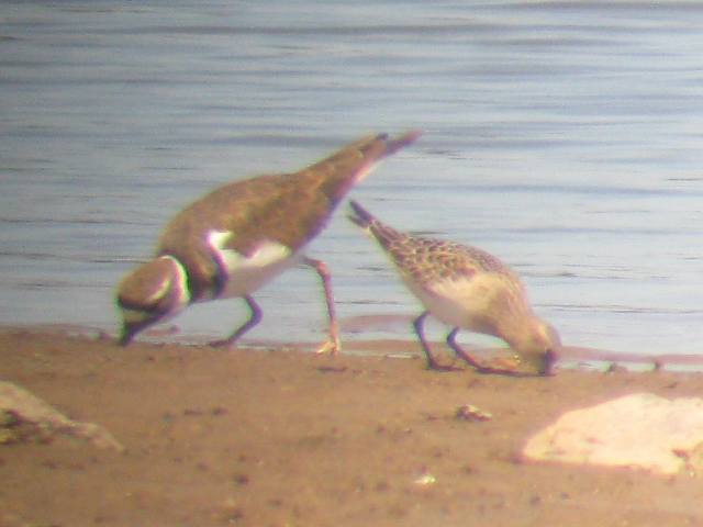 Baird's Sandpiper
