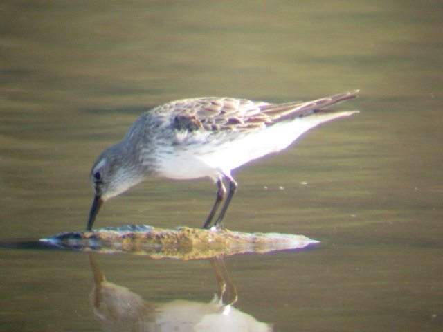 White-rumped Sandpiper