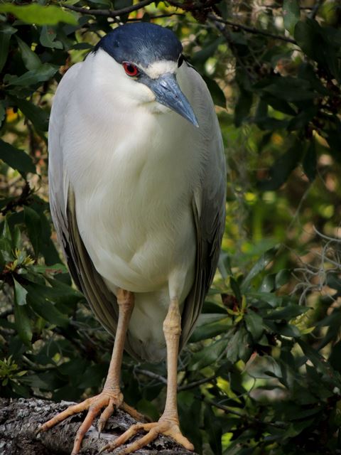 Black-crowned Night-Heron